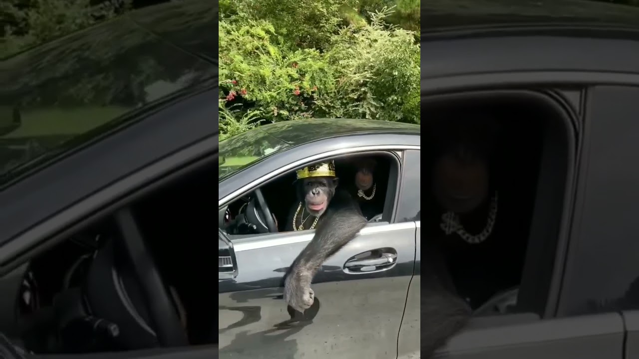 Monkey 🦧 Is Driving 🚘 Very funny 😆😆 | ST Cut Animal | 