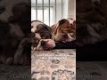 we’re not participating 🐾 #BulldogLife #LazyDogs #Unbothered #hankandlucybulldogs