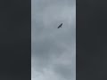 Incredible View & Sounds Of Hawk! #shorts