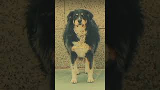 #perros #perro #dog #dogs #trending #animals #aniamal #trend #trendingshorts #viral