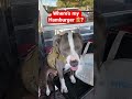 Hudson the Dog where’s my Hamburger 🍔 #cutedog #dogshorts #doglovers #burger #doglover #dog