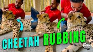 Guy Kissing and Rubbing a Cheetah