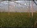 Выращивание лилий в Голландии