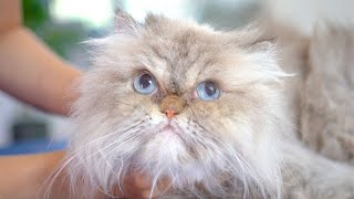 Pretty Persian Cat Needs a Bath! ✂❤
