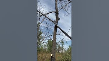 The process of cutting tree branches- Goodtools and machinery make work easy