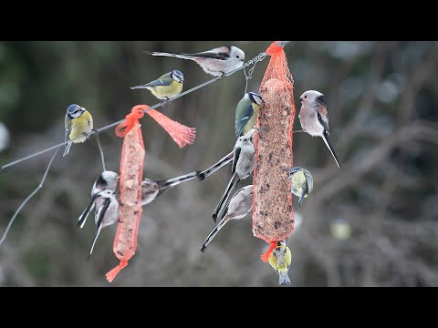 Video: Lintujen ruokinta kurpitsankuorilla: kurpitsalintujen ruokintakone