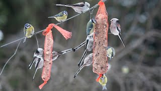 Monia lintuja ruokailemassa