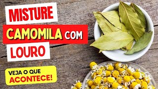 Misture Camomila E Folhas De Louro E Veja O Que Acontece Com Você Use Im