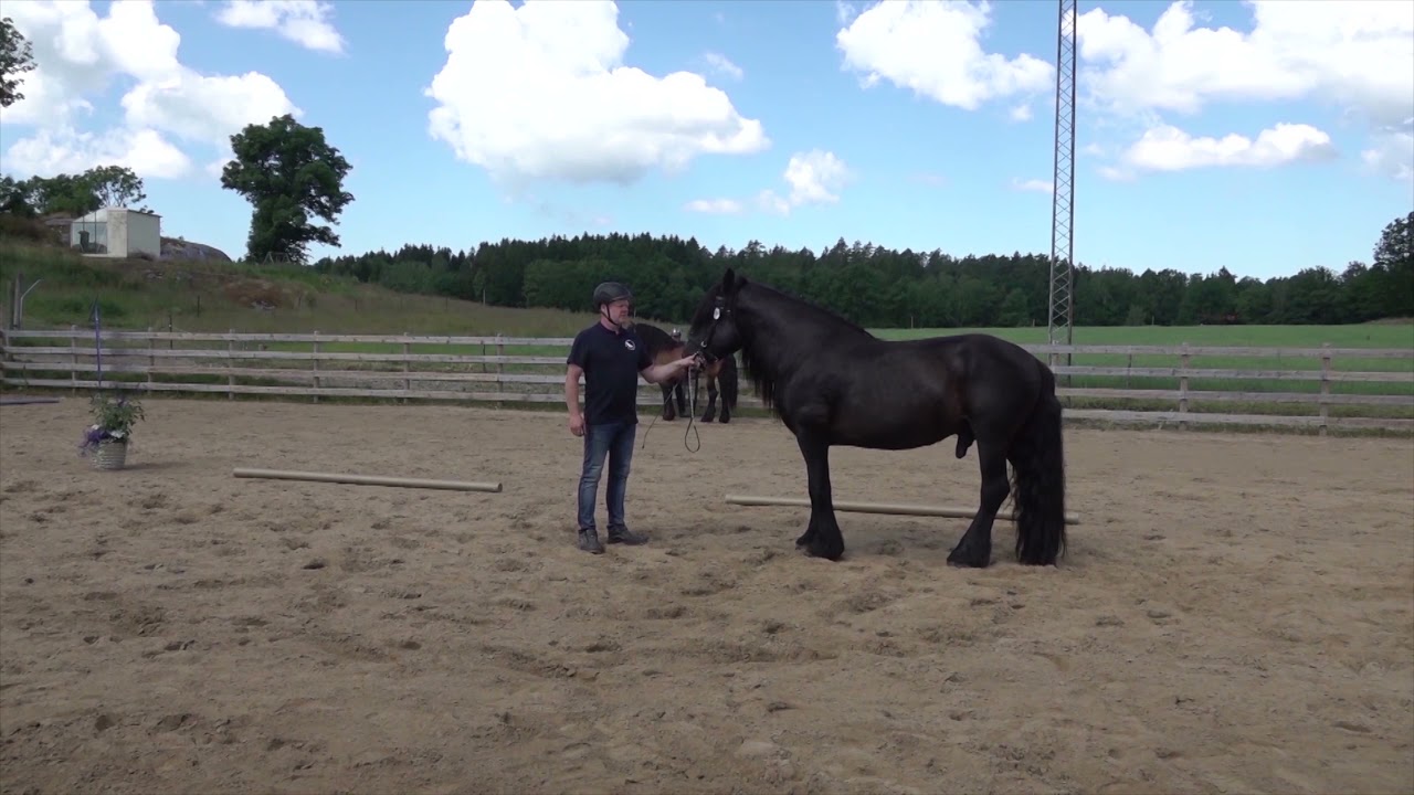 Hingstar - Föreningen Nordsvenska Hästens digitala hästdag 2021