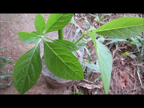 6 yam tshuaj kho mob siab virus siab B siab o siab mob thaiv siab kom txhob mob 4 Apr 2019