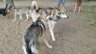 Wolfdog Meetup at the Dog Park! by Taming The Tamaskan 6,667 views 3 years ago 5 minutes, 24 seconds