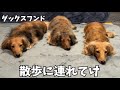 散歩に連れてけ圧力に逆らえない