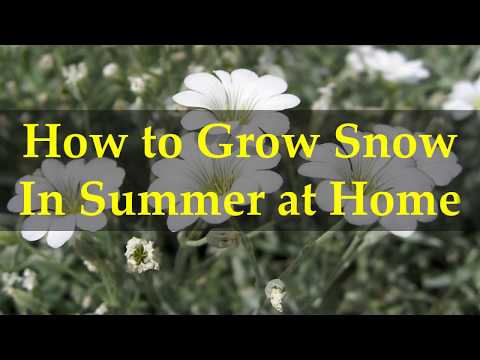 How to Grow Snow In Summer at Home