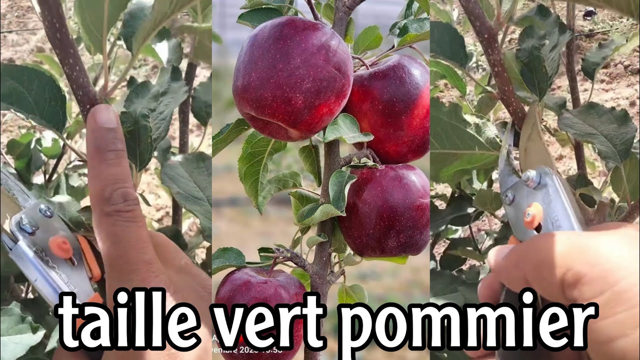 تعلم طريقة التقليم الصيفي الخضري على أشجار التفاح للحصول على منتوج مضاعف taille vert pommier