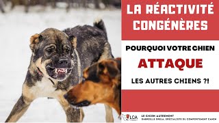 Pourquoi mon chien estil agressif envers les autres chiens ?