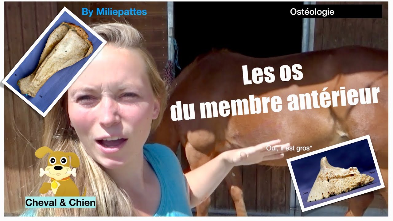 LES OS DU CHEVAL et du CHIEN : ostéologie du membre antérieur 🦴 🐎🐕