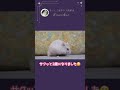 元気いっぱいに2歳を迎えたハムスター #ハムスター #ジャンガリアンハムスター #hamster #可愛い #はむチラ #shorts