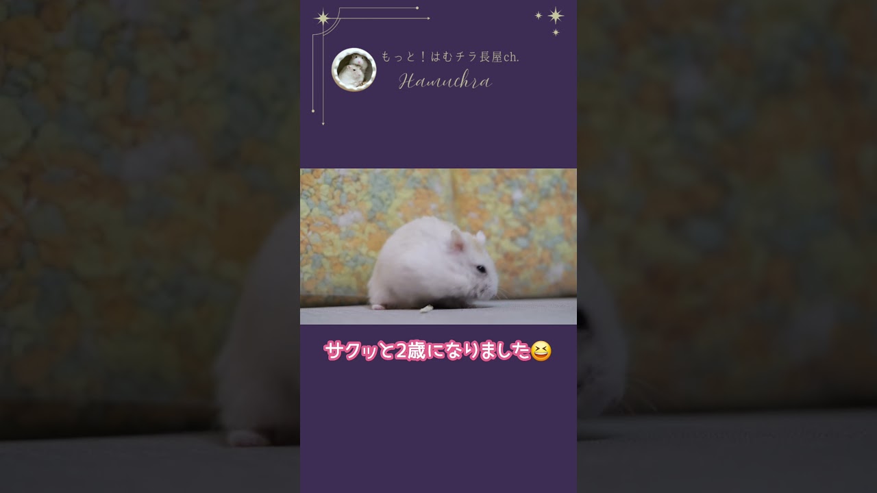 元気いっぱいに2歳を迎えたハムスター #ハムスター #ジャンガリアンハムスター #hamster #可愛い #はむチラ #shorts