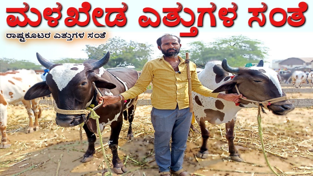 17-02-2026 Malakheda Ox Market | Ethugala Santhe | Eddula Santha | Cattle Market | @SatishMadri 