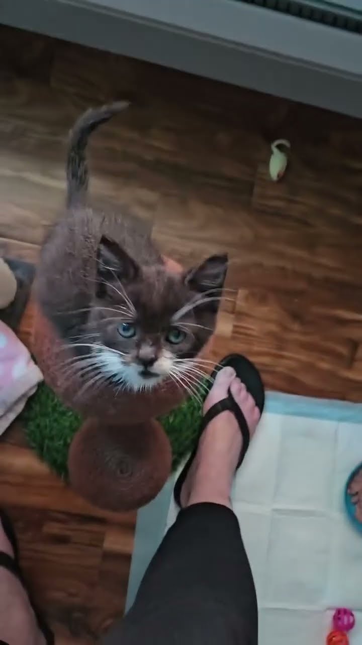 Funny  kitten ♥️ ♥️ ♥️