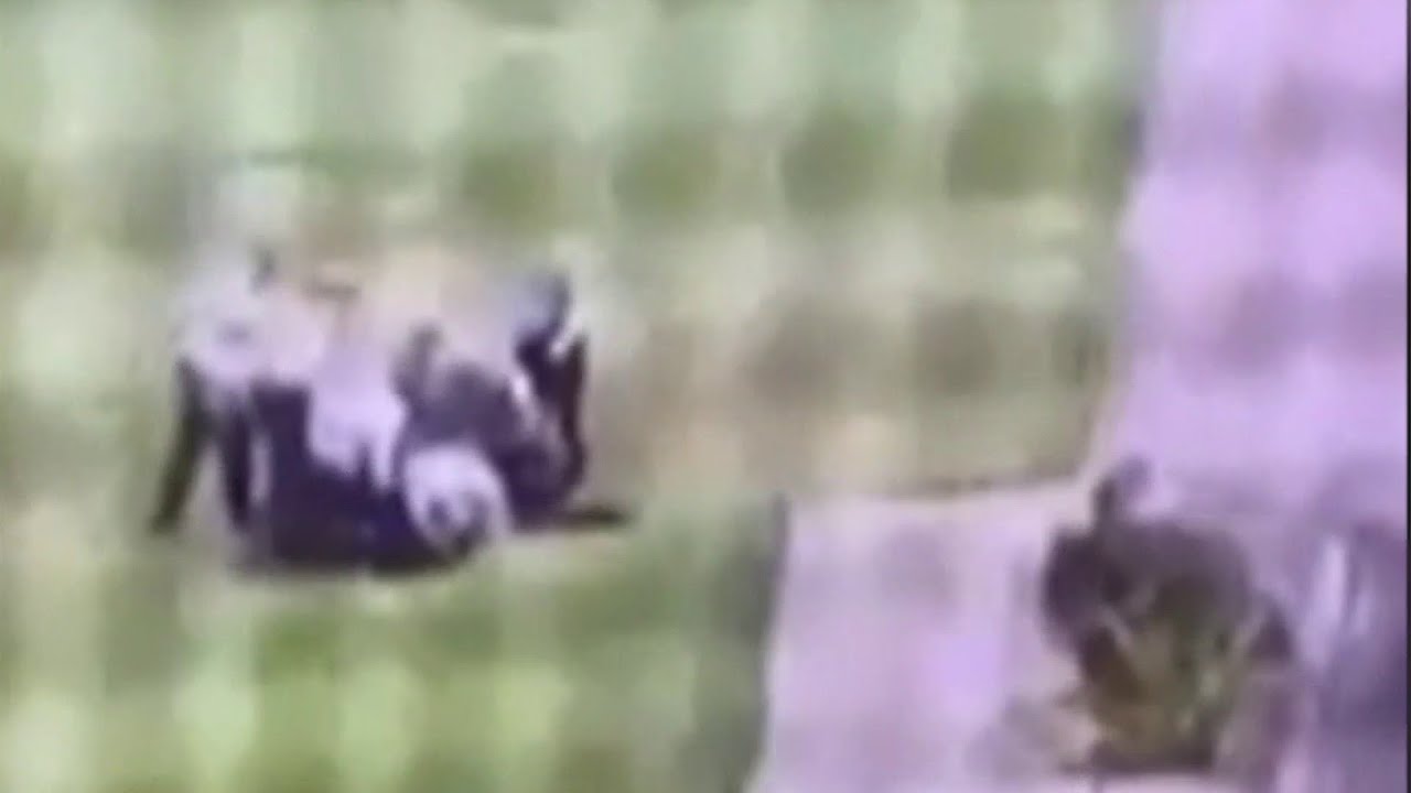 newspaper mockup Investigation launched after YouTube video shows guards beating inmate