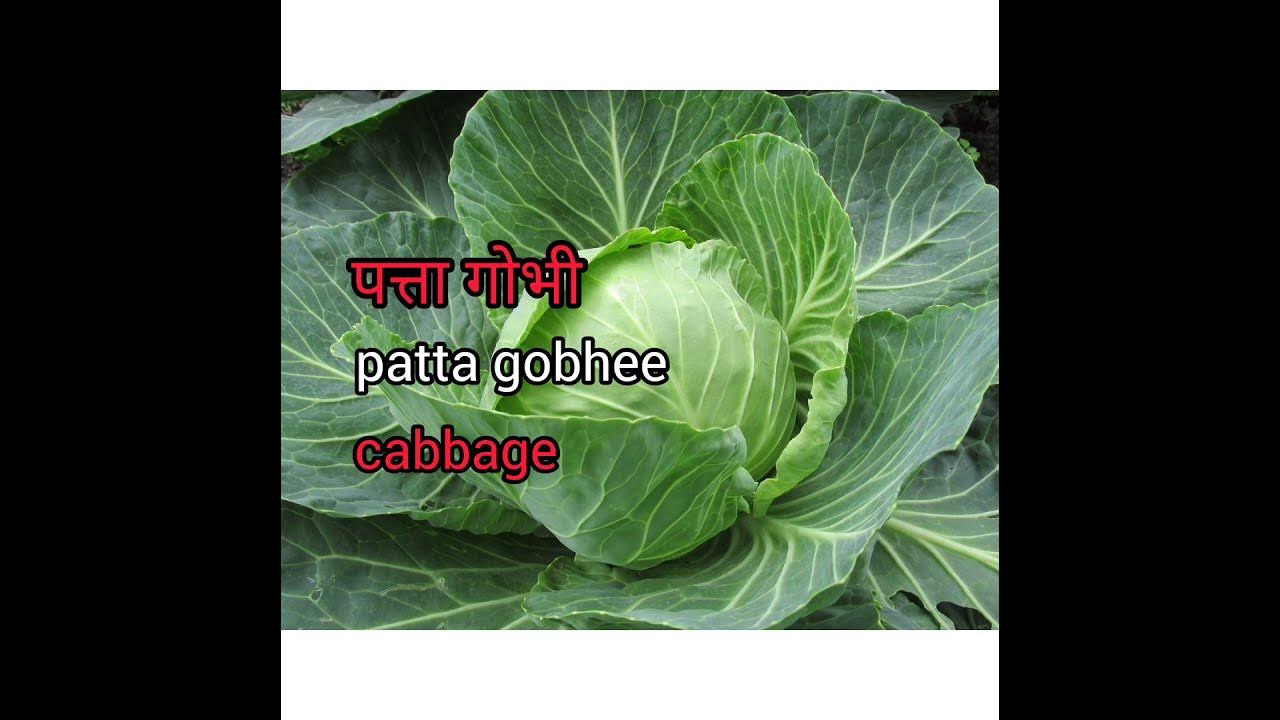 CABBAGE MEANING IN HINDI WITH PICTURE CABBAGE MATLAB KYA HAI patta cabbage-meaning-in-hindi-with-picture-cabbage-matlab-kya-hai-patta