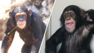 When will Fun and Lui play together?　Nonhoi Park　Chimpanzee　202210