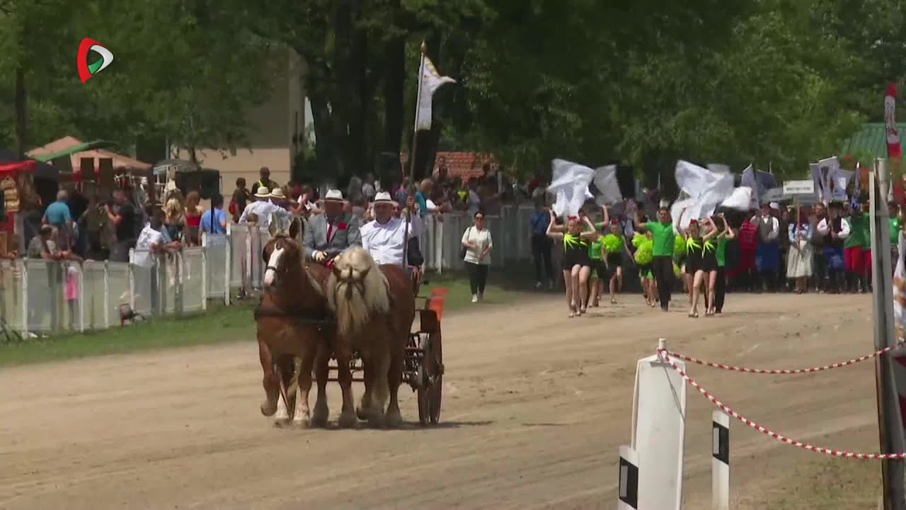 A XII. Vajdasági Vágta - Az esemény összefoglalója
