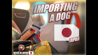 Bring Your Dog to Japan | How to Import your Dog to Japan