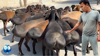 : Hisori Qozilar Bunaqa Arzon Bolmagan! Sherzamin Akadan Otkazib Yubormang!