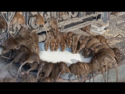 Video: Najbolji mamac za štakore: načini za uništavanje glodavaca