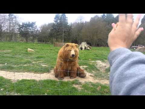 Bear waving