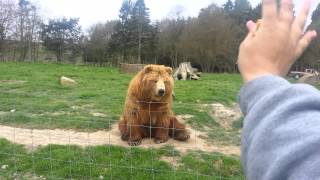 Bear waving