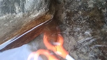 Batrachospermum - A freshwater red algae