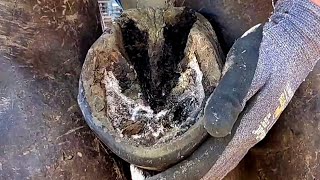 Trimming Massive Mule - ASMR - What Farriers See - Trimming Mule Hoof - Oddly Satisfying