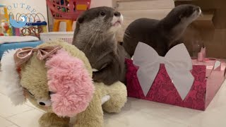 双子のカワウソ、サンタさんからのプレゼントにプチパニック！？　Twin otters wrere panicked cutely for a gift from Santa!