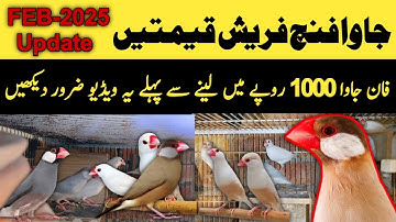 Java Finch Fresh Prices Feb-2025 | Java Sparrow Latest Price Update | Mini Zoo Birds