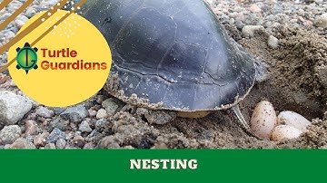 Turtle Nesting | Turtle Guardians Curriculum