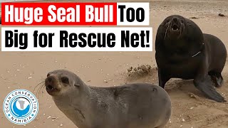 Huge Seal Bull too Big for Rescue Net!