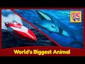 World's Biggest Animal - The Blue Whale - Sea Creatures for Kids