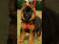German shepherd puppies long coat
