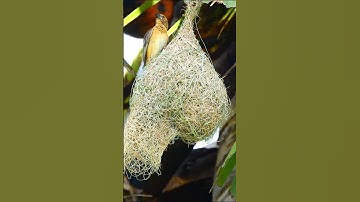 Watch The Fearless Baya Weaver Bird Craft Its Stunning Nest! Ep2