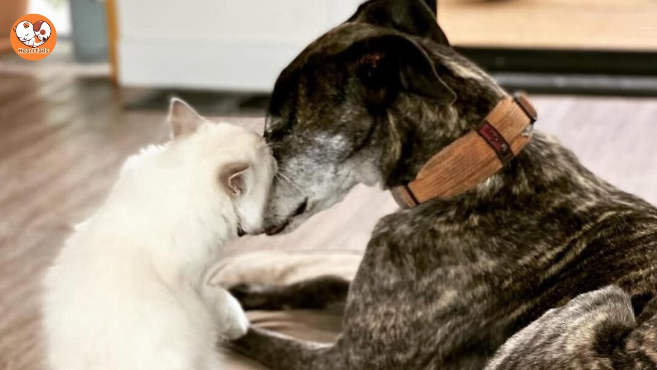 He Didn’t Know His Name—What This Rescue Greyhound Gave Our Family