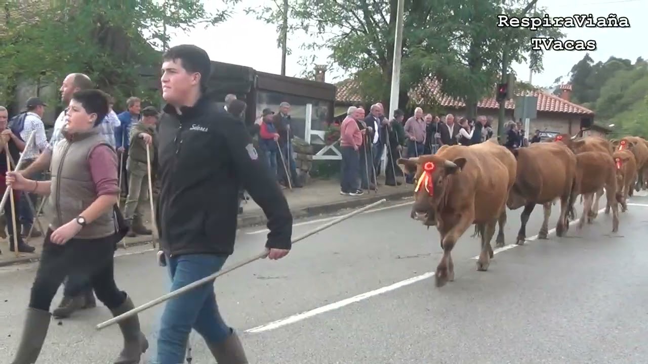 Feria Ganadera de Valle de Cabuérniga 22 10 2024
