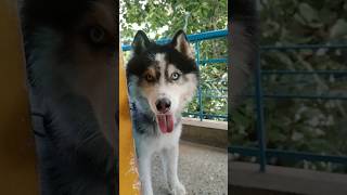 June 18,2026 Dog Hostel customers Thanjavur 🥰#dogboarding #thanjavur #trending #shorts #pomeranian