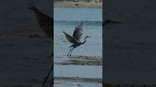 Great Blue Heron 20260816 North Vancouver Sony ZVE10ii by Dr Lu #documentary #birds