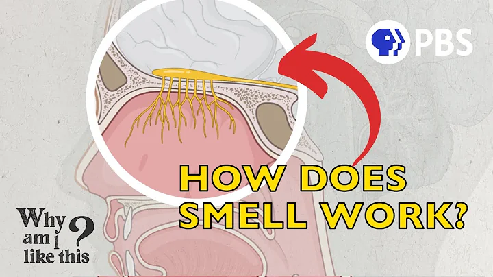 How Did We Evolve a Sense of Smell? - DayDayNews