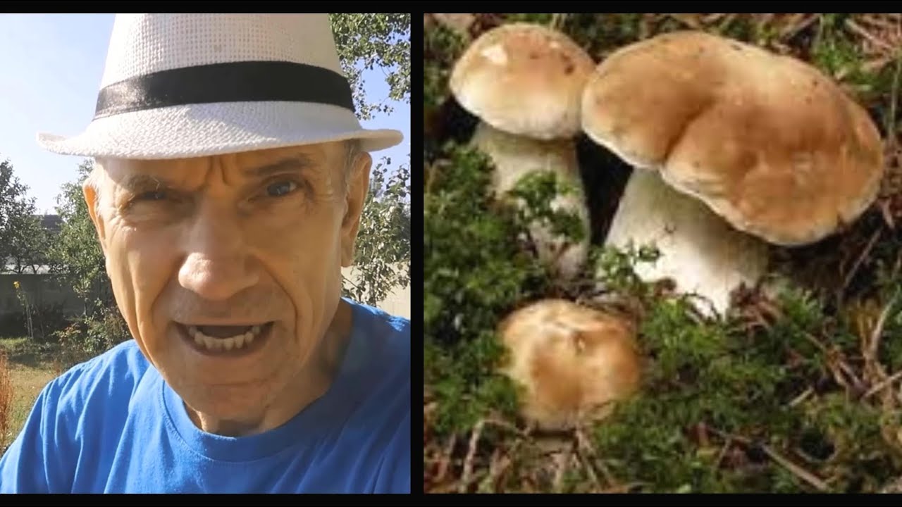 Как добиться гарантированного роста белых грибов, на своем участке ...