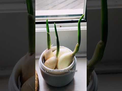 Video: Recrecimiento de cebolletas con ajo - Consejos para cultivar cebolletas con ajo en agua