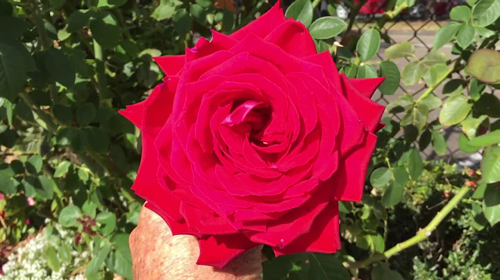 Is The Macarthur Rose the best red rose ever?